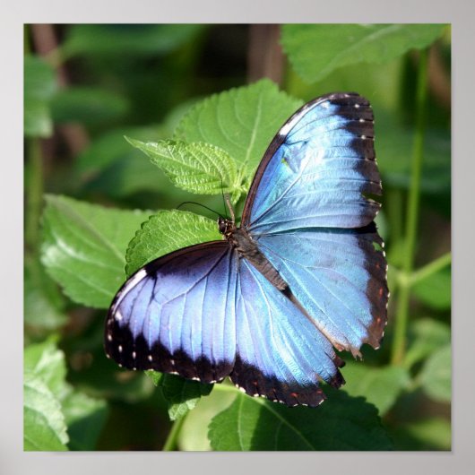 vlinder poster (Voorkant)