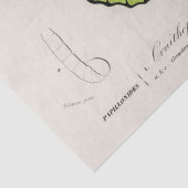  vlinder specimen afdrukken tissuepapier (Detail)