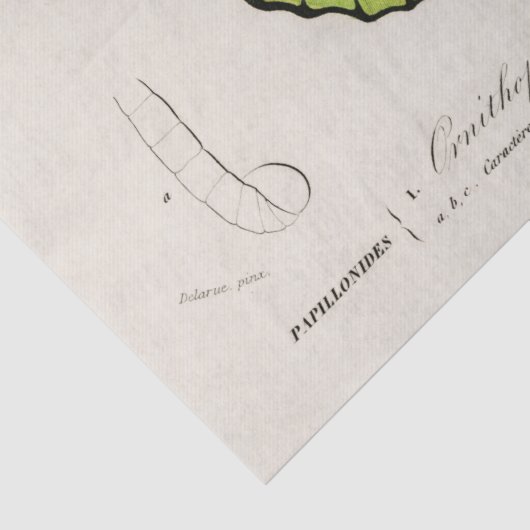 vlinder specimen afdrukken tissuepapier (Detail)