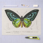  vlinder specimen afdrukken tissuepapier (Craft)