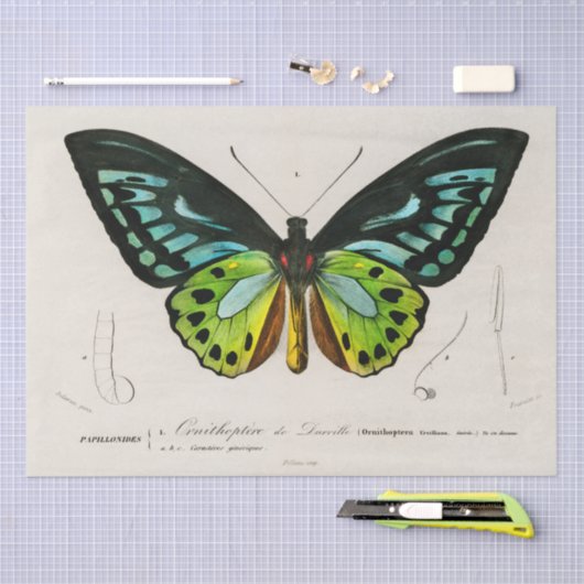 vlinder specimen afdrukken tissuepapier (Craft)