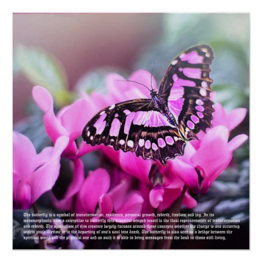 Vlinder symboliek Poster (Voorkant)