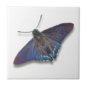 Vlinder Tegel - Mangrove Skipper Tegeltje