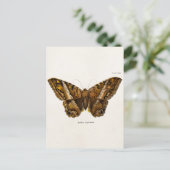  vlinder van de 1800's bruine Sjabloon van de Moth Briefkaart (Staand voorkant)