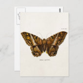  vlinder van de 1800's bruine Sjabloon van de Moth Briefkaart (Voorkant / Achterkant)