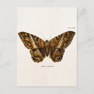vlinder van de 1800's bruine Sjabloon van de Moth Briefkaart