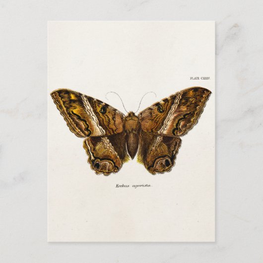 vlinder van de 1800's bruine Sjabloon van de Moth Briefkaart (Voorkant)