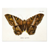  vlinder van de 1800's bruine Sjabloon van de Moth Foto Afdruk (Voorkant)