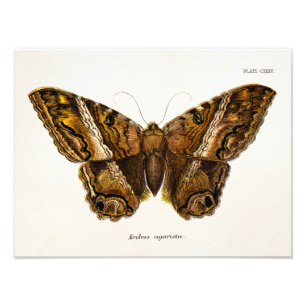  vlinder van de 1800's bruine Sjabloon van de Moth Foto Afdruk