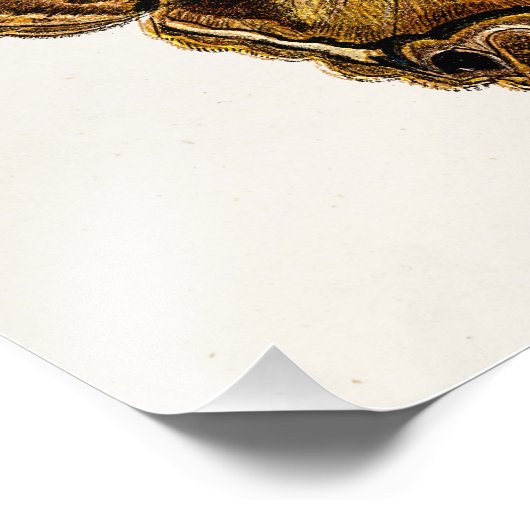  vlinder van de 1800's bruine Sjabloon van de Moth Foto Afdruk (Hoek)