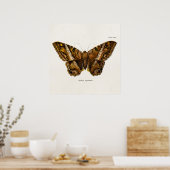  vlinder van de 1800's bruine Sjabloon van de Moth Poster (Keuken)