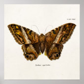  vlinder van de 1800's bruine Sjabloon van de Moth Poster (Voorkant)