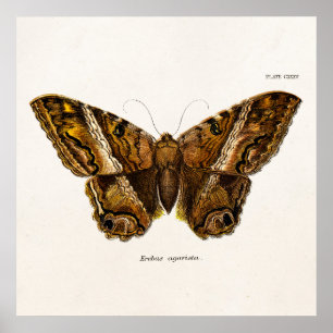  vlinder van de 1800's bruine Sjabloon van de Moth Poster
