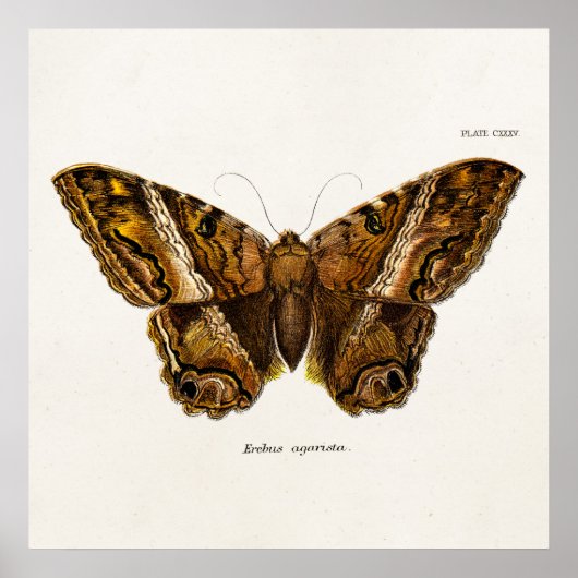  vlinder van de 1800's bruine Sjabloon van de Moth Poster (Voorkant)