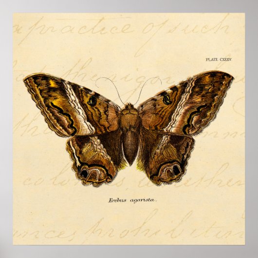 vlinder van de 1800's bruine Sjabloon van de Moth Poster (Voorkant)