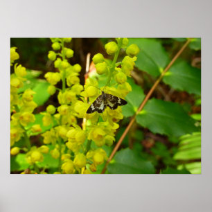 Vlinder van de Redwood en wilde bloemen van Oregon Poster