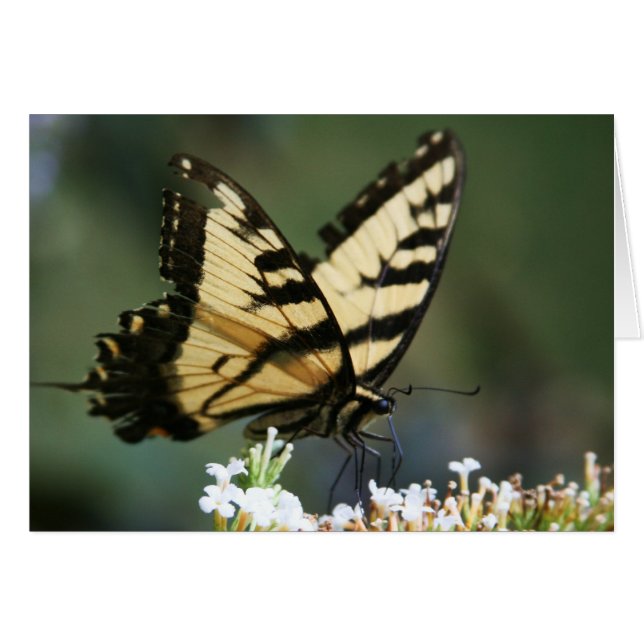 "vlinder" van Larry Coressel (Voorkant Horizontaal)