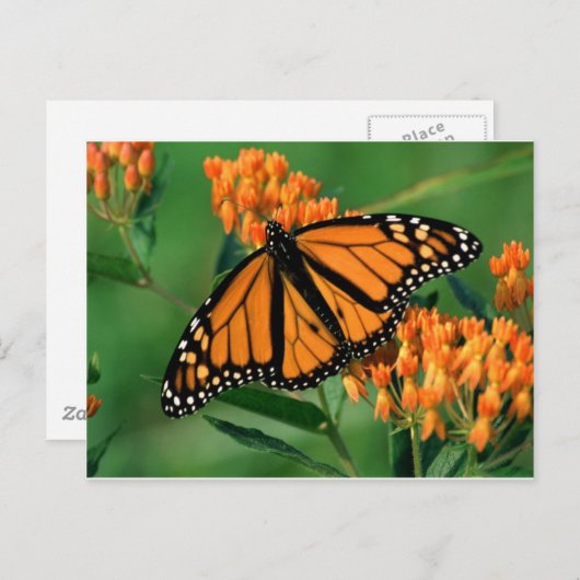 vlinder van vlinder briefkaart (Voorkant / Achterkant)