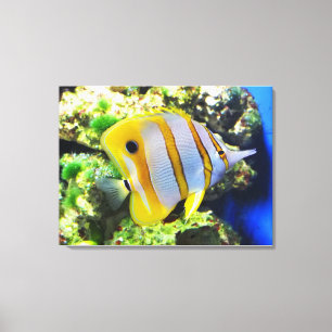 Vlinder vis dier canvas afdruk
