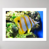 Vlinder vis poster (Voorkant)