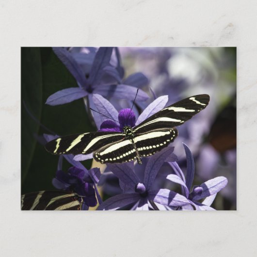 VLINDER WILDE LEVEN INSECT POSTCROSSING BRIEFKAART (Voorkant)