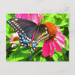 Vlinder Zwart Staartvlinder Roze Echinacea Bloemen Briefkaart