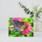 Vlinder Zwart Staartvlinder Roze Echinacea Bloemen Briefkaart (Staand voorkant)