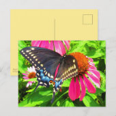 Vlinder Zwart Staartvlinder Roze Echinacea Bloemen Briefkaart (Voorkant / Achterkant)