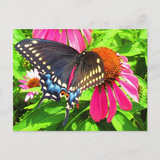 Vlinder Zwart Staartvlinder Roze Echinacea Bloemen Briefkaart (Voorkant)