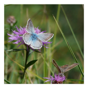 Vlinderbloemen Bloesems Love Destiny Shower Poster