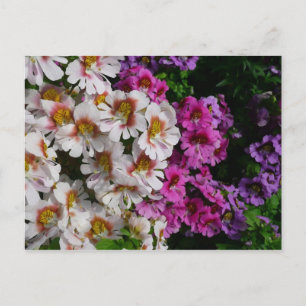 Vlinderbloemen Wit Roze en Paars Briefkaart