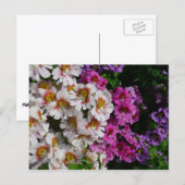 Vlinderbloemen Wit Roze en Paars Briefkaart (Voorkant / Achterkant)