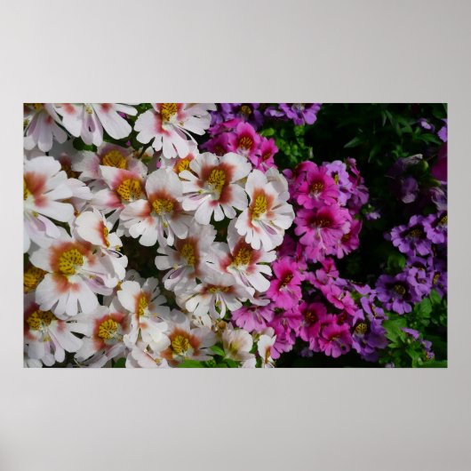 Vlinderbloemen Wit Roze en Paars Poster (Voorkant)
