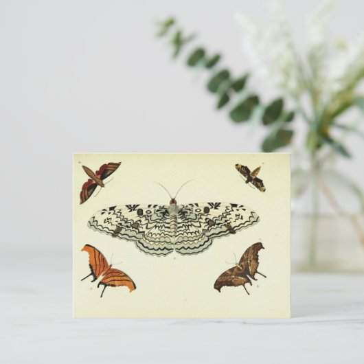  vlindercollage briefkaart (Staand voorkant)