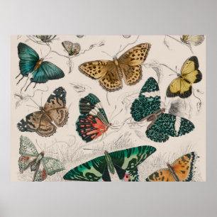 vlindercollectie antieke aquarel kunst vlinder poster