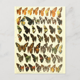 vlinderdiagram briefkaart