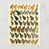 vlinderdiagram briefkaart (Voorkant)