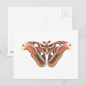 vlinderdierinsect geïsoleerd briefkaart (Voorkant / Achterkant)