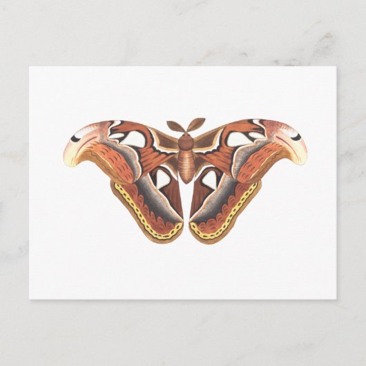 vlinderdierinsect geïsoleerd briefkaart (Voorkant)