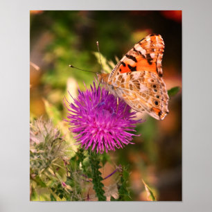 Vlinderdoorn Fotoprint Poster