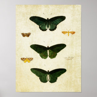 vlinderdruk 113 poster
