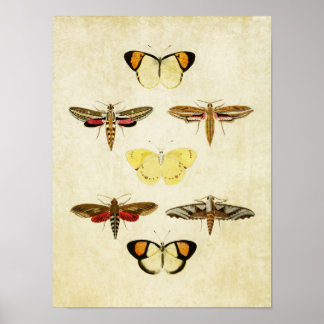vlinderdruk 125 poster