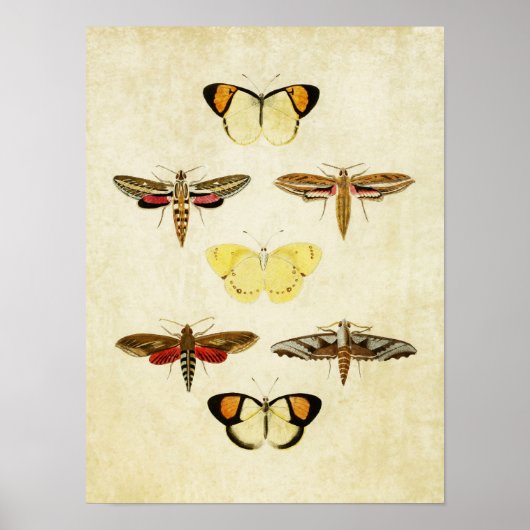 vlinderdruk 125 poster (Voorkant)