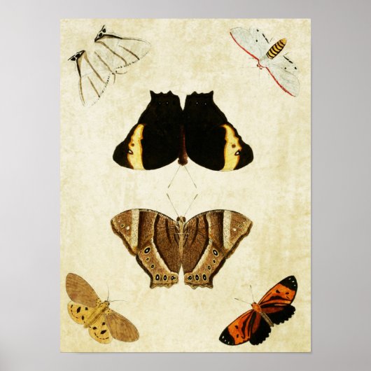 vlinderdruk 133 poster (Voorkant)