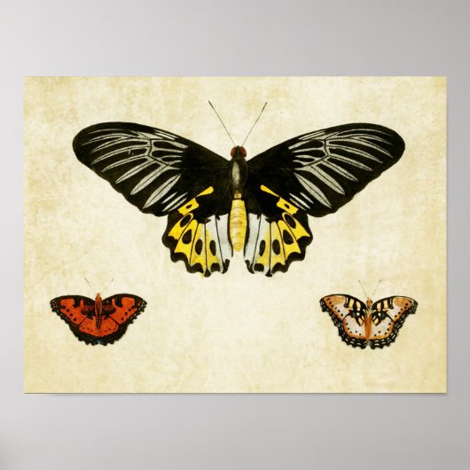 vlinderdruk 135 poster (Voorkant)