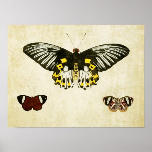 vlinderdruk 136 poster (Voorkant)