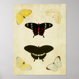  vlinderdruk 141 poster