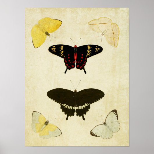  vlinderdruk 141 poster (Voorkant)
