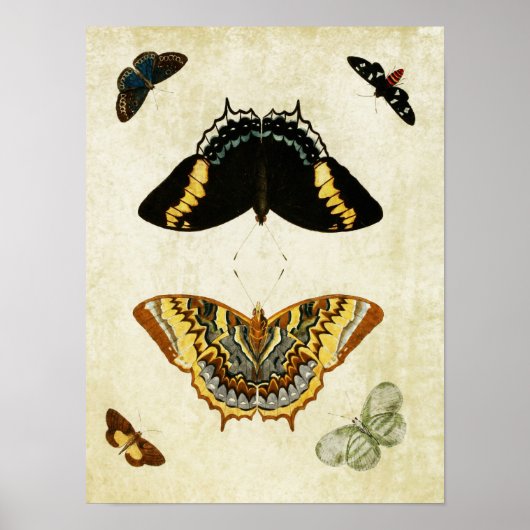 vlinderdruk 150 poster (Voorkant)