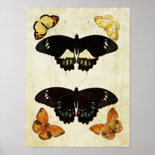 vlinderdruk 157 poster
